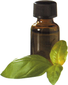 Healing with Basil Oil