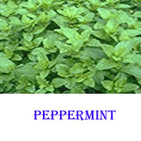Uses for Peppermint